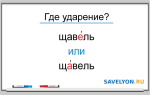 Ударение в слове ЩАВЕЛЬ